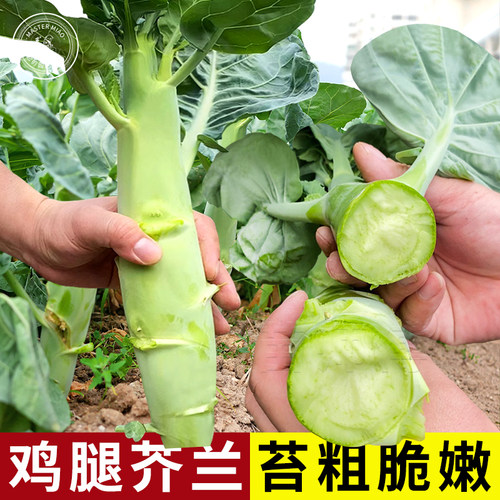 鸡腿芥兰菜种种子种孑甜脆菜籽