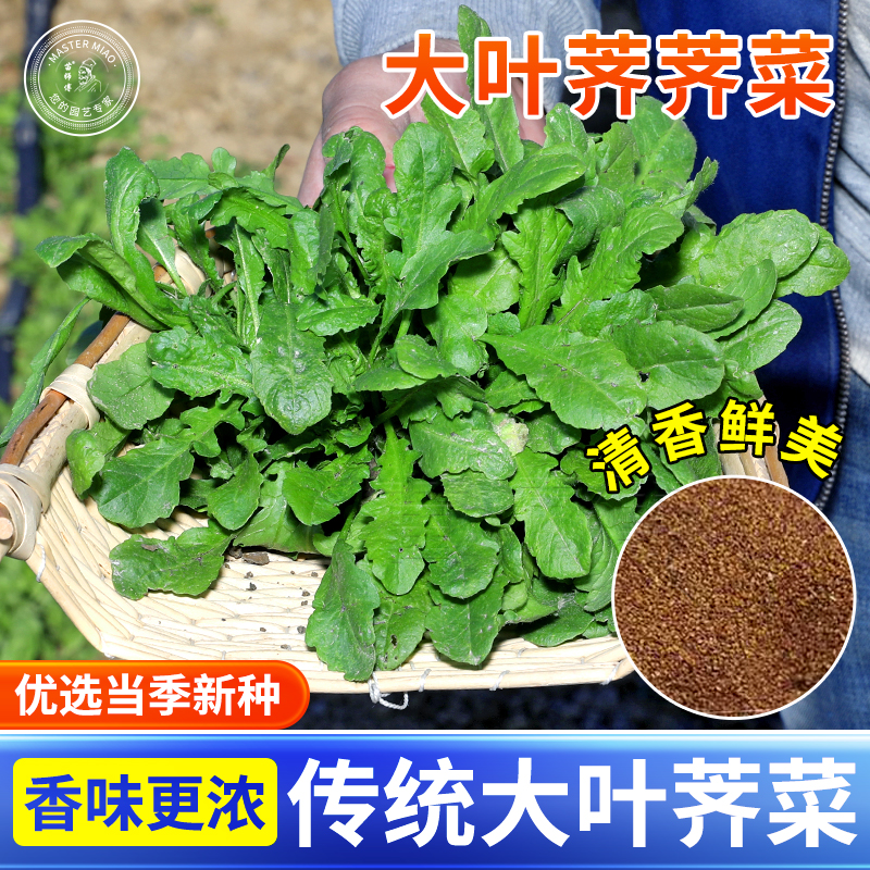 蔬菜耐寒四季盆栽荠菜种子四季