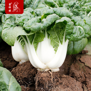 蔬菜孑菜籽 四季 矮脚黄奶白菜种子小白菜青菜油菜黑叶种籽秋季 冬季