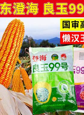 登海良玉99号玉米种子国审大田饲料特大玉米种籽杂交高产优质红轴