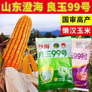 登海良玉99号玉米种子国审大田饲料特大玉米种籽杂交高产优质红轴