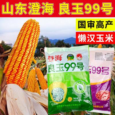 登海良玉99号玉米种子国审大田饲料特大玉米种籽杂交高产优质红轴