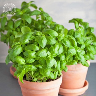 罗勒种子种籽九层塔苗藿香薄荷香草四季阳台盆栽苗绿植花卉种苗孑