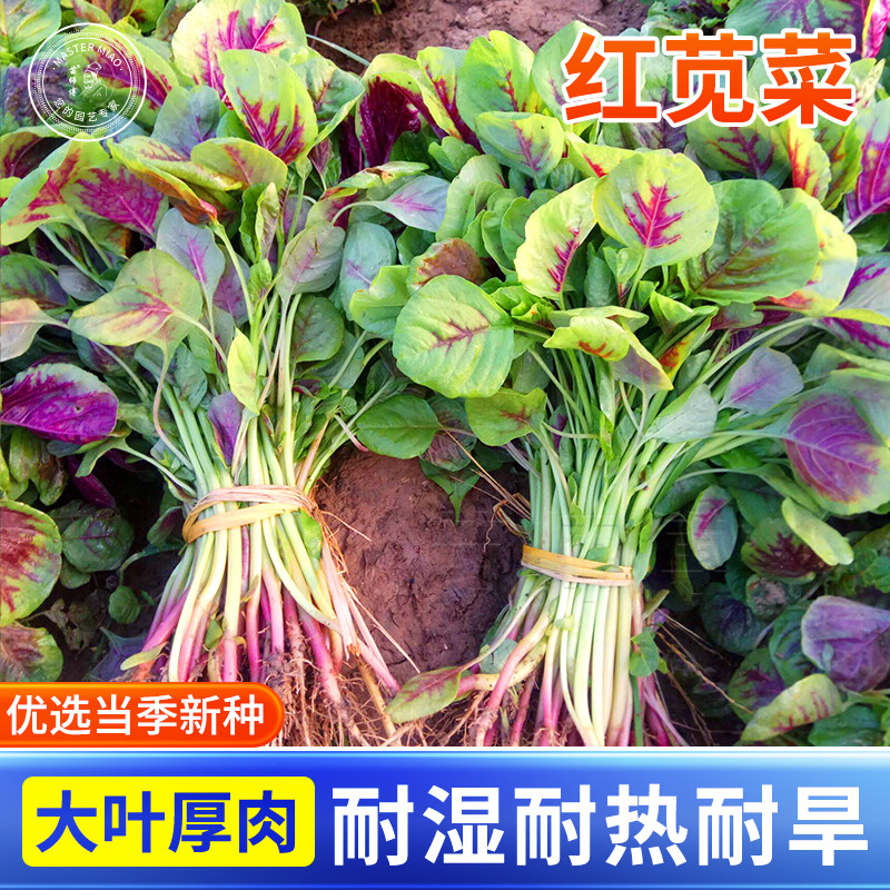 花红苋菜种子圆叶白青苋菜米苋种籽阳台春季四季耐热蔬菜孑籽种
