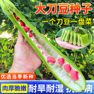 巨型豆角种子种籽大刀豆苗大粒特长红白刀豆四季 盆栽蔬菜种苗种孑