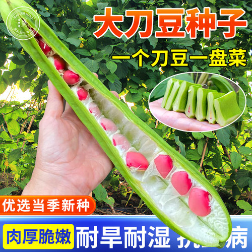 巨型豆角种子种籽刀豆大粒特长红