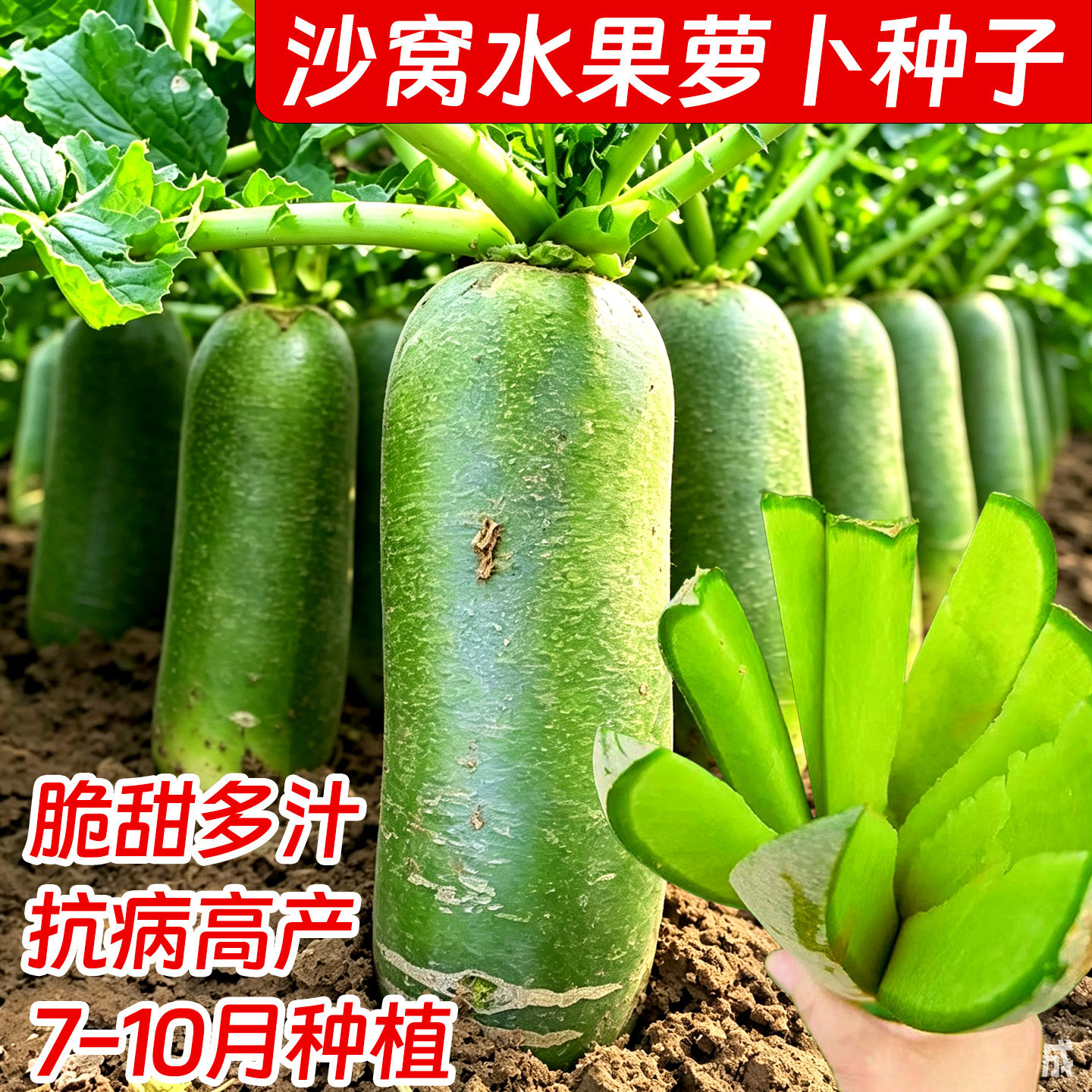 正宗天津沙窝甜脆秋冬萝卜蔬菜图片