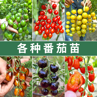 西红柿种苗千禧圣女果小番茄种子四季盆栽蔬菜苗秧孑菜苗批发秧苗