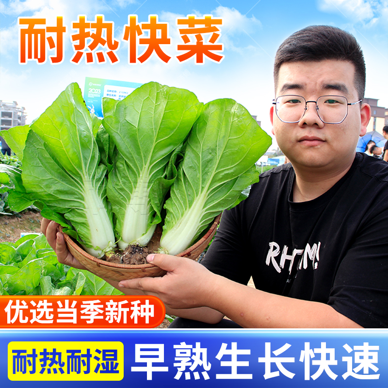 德高 耐热速生快菜 种子种籽早熟长江5号536四季盆栽小白菜青菜孑