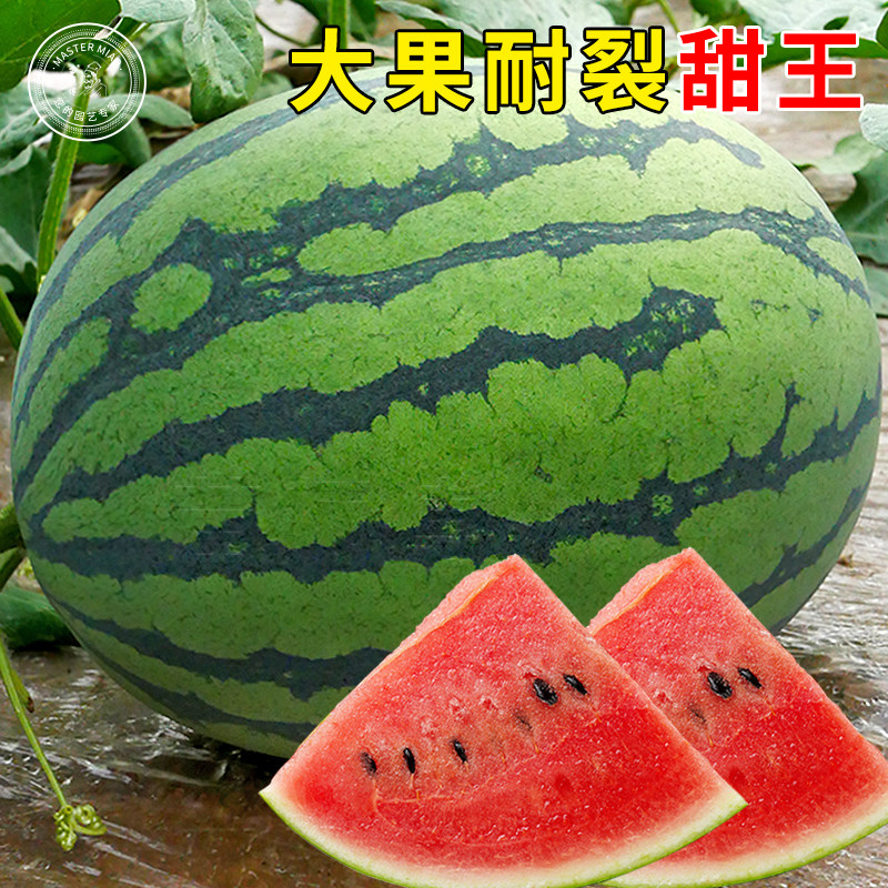 丰乐甜王西瓜种子种籽早佳8424特大超大巨型高产春季四季瓜苗秧孑