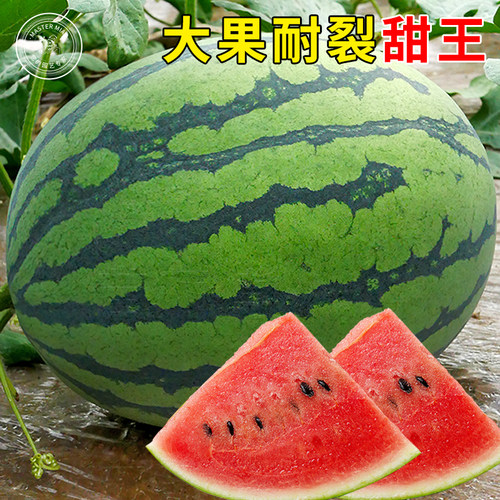 丰乐甜王西瓜种子种籽早佳8424特大超大巨型春季四季瓜苗秧孑 - 封面
