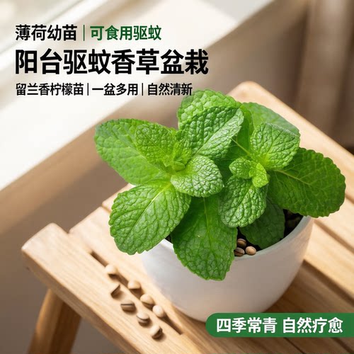 薄荷种子留兰香柠檬阳台盆栽