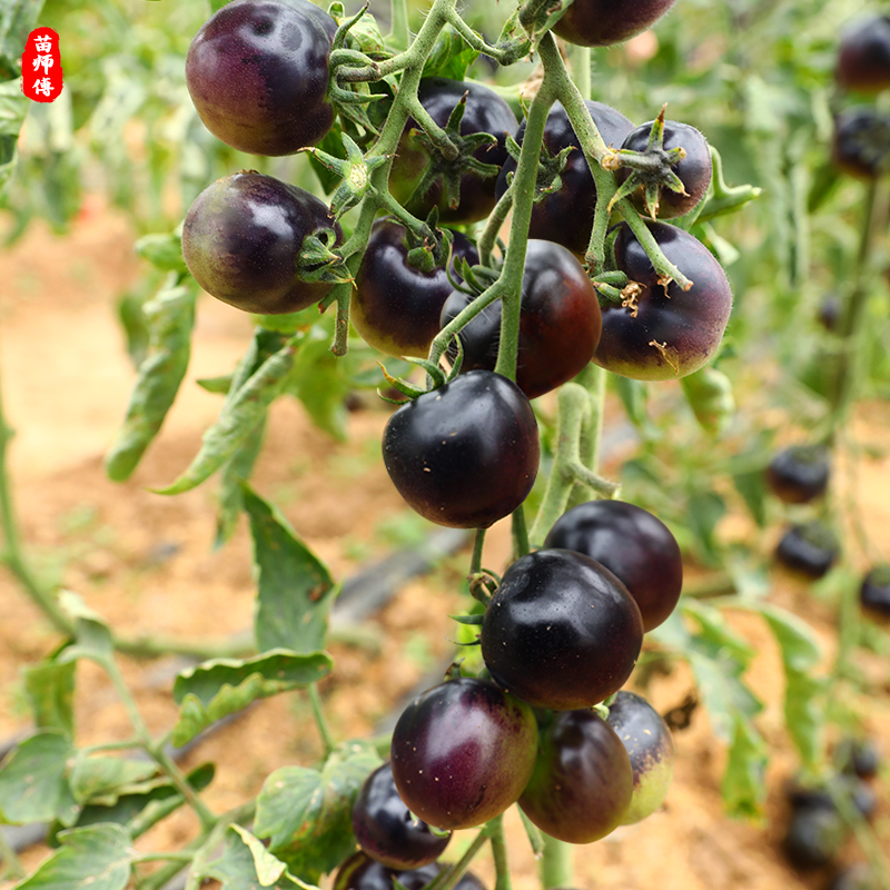 黑珍珠樱桃番茄种籽西黑柿高产黑西红柿圣女果盆栽四季蔬菜苗子孑