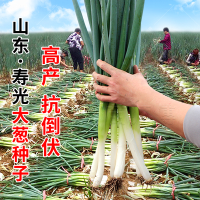 山东寿光大葱种子大田抗病高产