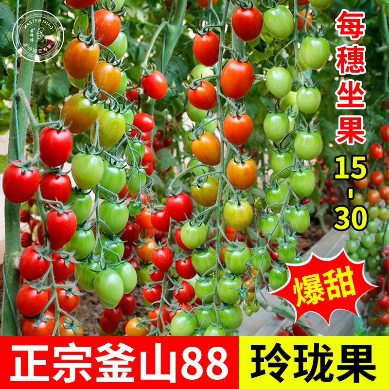 釜山88千禧圣女果种子四季