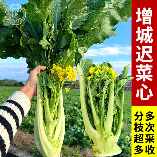 增城迟菜心种子广东菜心种籽