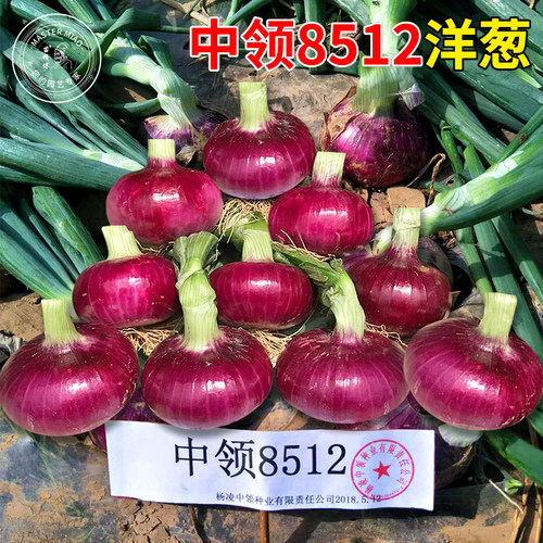 中领8512红皮洋葱种子籽苗紫皮圆葱早熟秋季特大蔬菜种孑子种