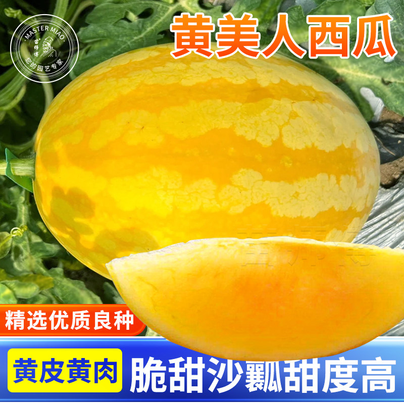 安生黄美人西瓜种子/种籽特色黄皮黄瓤特大早熟春季四季种孑 - 实物图