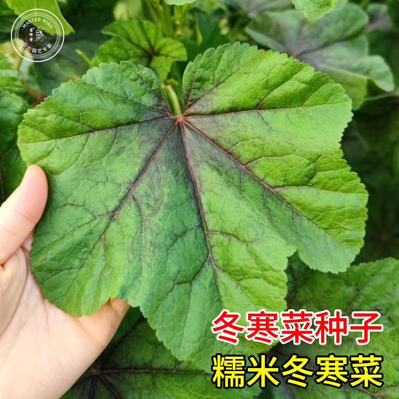 糯米冬寒菜种子马蹄盆栽四季