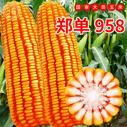 郑单958国审高产饲料玉米种子