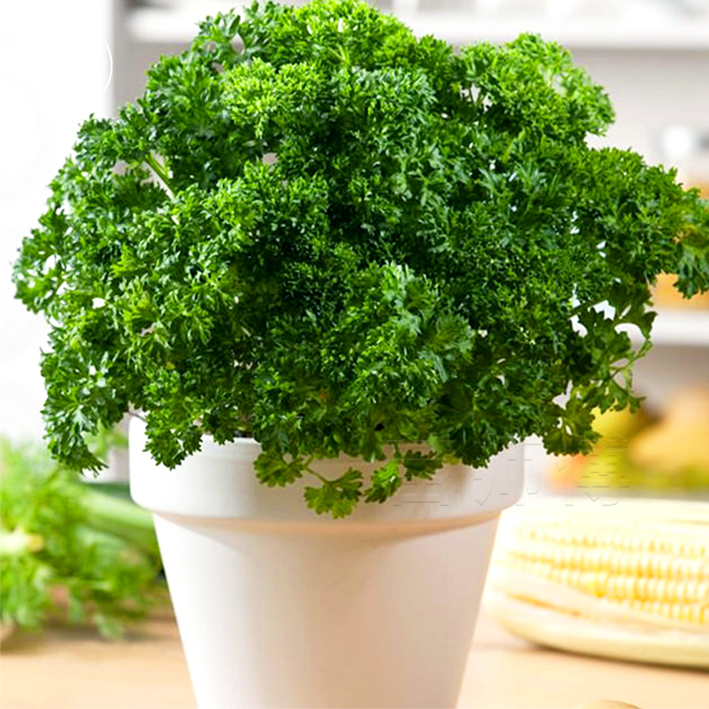 欧芹盆栽皱叶摩西小香芹种子新鲜四季香草苗芹菜西芹菜秧苗紫苏