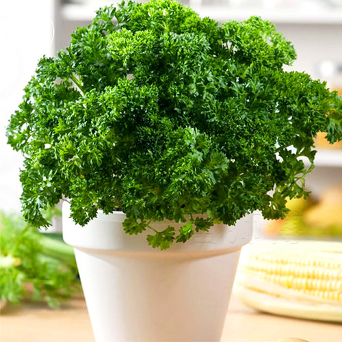 欧芹小香芹苗芹菜庭院阳台盆栽
