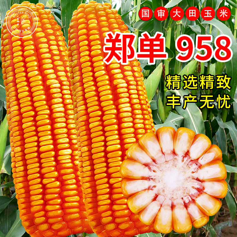 郑单958玉米种籽种子国审高产优质大田早熟特大杂交饲料孑老品种