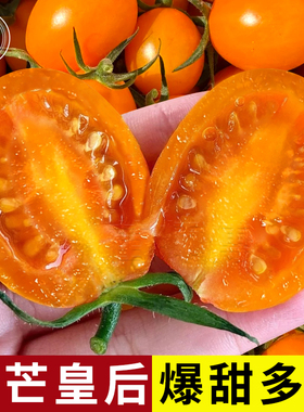 香芒皇后番茄苗种子青甜紫樱桃小番茄种籽圣女果蔬菜苗孑秧苗