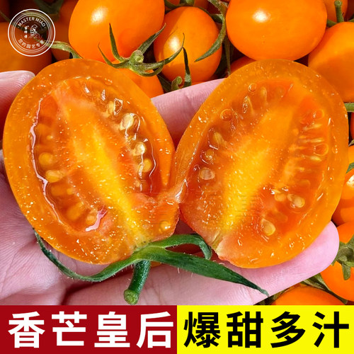 香芒皇后番茄苗种子青甜紫樱桃小番茄种籽圣女果蔬菜苗孑秧苗