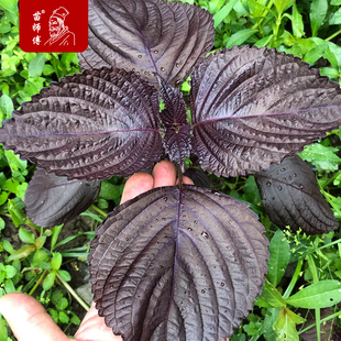 全紫紫苏种子紫苏子种籽苗盆栽可食用苏子叶四季树苗菜种蔬菜孑