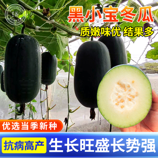 黑小宝冬瓜种子种籽黑皮小胖南方东瓜蔬菜东瓜子种四季秧苗秧孑