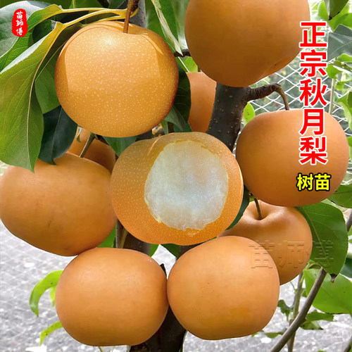 嫁接秋月梨树当年结果南方苗