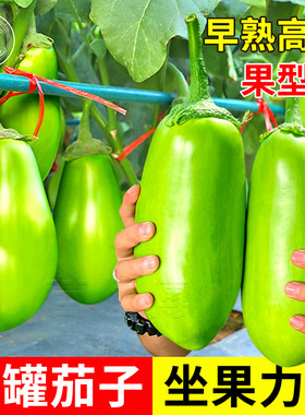茄子种子四季盆栽蔬菜