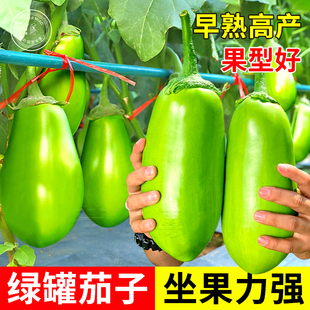 绿罐青茄子种子苗秧灯泡绿圆茄苗青皮茄幼苗牛心茄盆栽蔬菜种籽孑