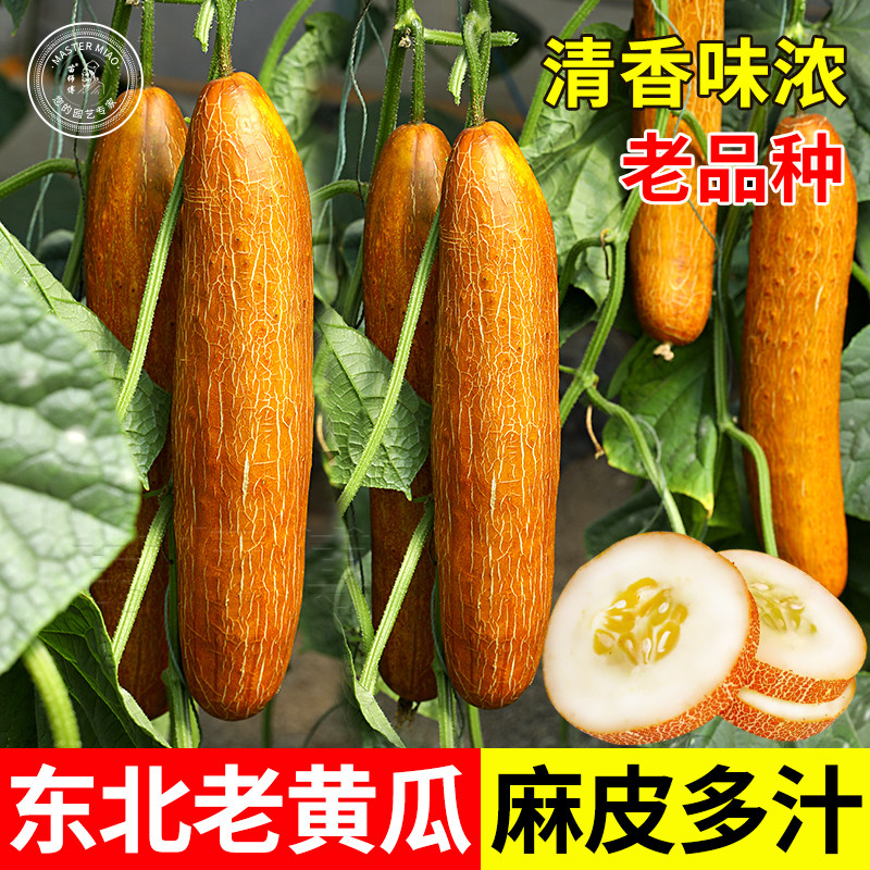 东北老黄瓜种子麻皮黄瓜老品种图片