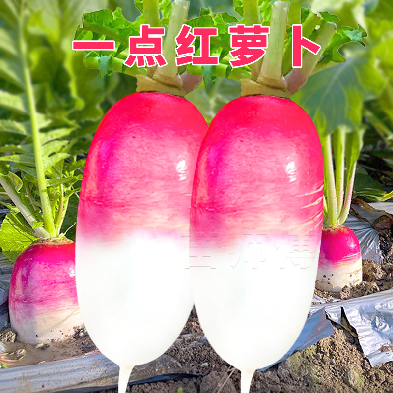 一点红水果萝卜种子耐寒罗卜种籽红皮水萝卜秋季四季播种植蔬菜孑,鲜花速递/花卉仿真/绿植园艺,家庭园艺种子,淘宝优惠券,粉丝福利购,淘宝优惠卷