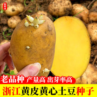 原种高产黄皮黄心老品种浙江高产大土豆种原种种籽孑种子马铃薯种