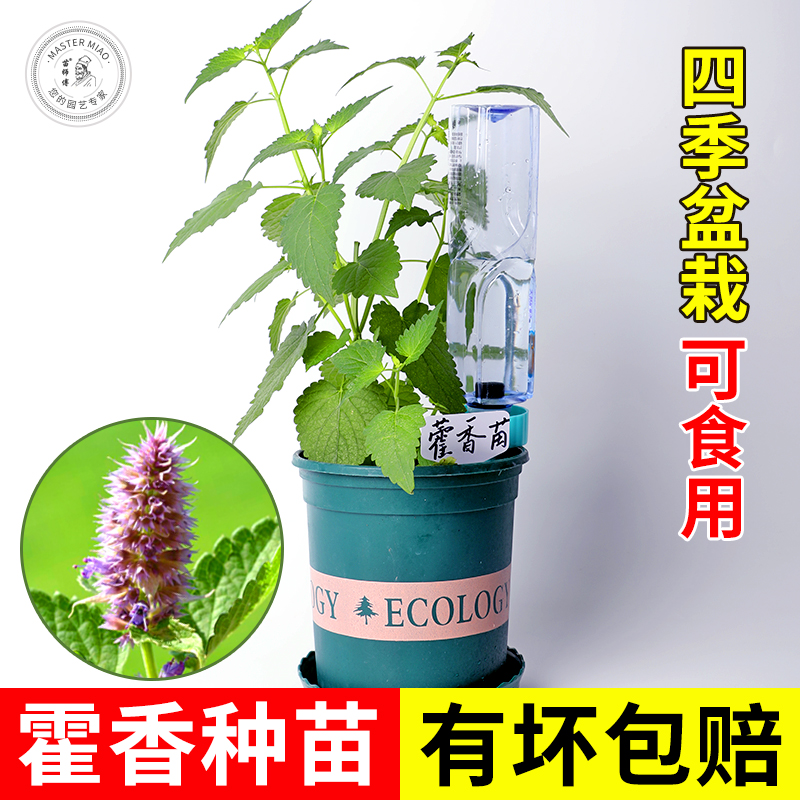 藿香苗种子盆栽盆栽露天