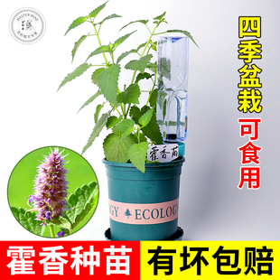 新鲜藿香苗食用藿香正气苗种子四季中药材秧苗阳台盆栽香草花卉苗