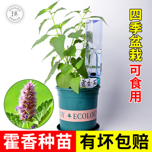 藿香苗种子盆栽盆栽露天