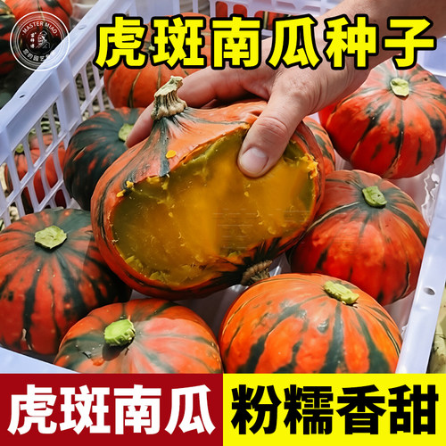虎斑南瓜种子 板栗型贝贝南瓜 粉糯香甜红绿条纹小南瓜种籽孑