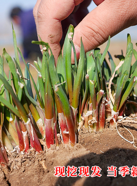 现挖韭菜根紫色紫根红色根苗宽叶春季四季播种蔬菜阳台盆栽种籽子