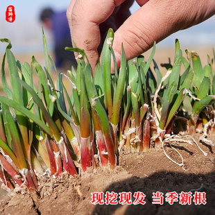 现挖韭菜根紫色紫根红色根苗宽叶春季四季播种蔬菜阳台盆栽种籽子