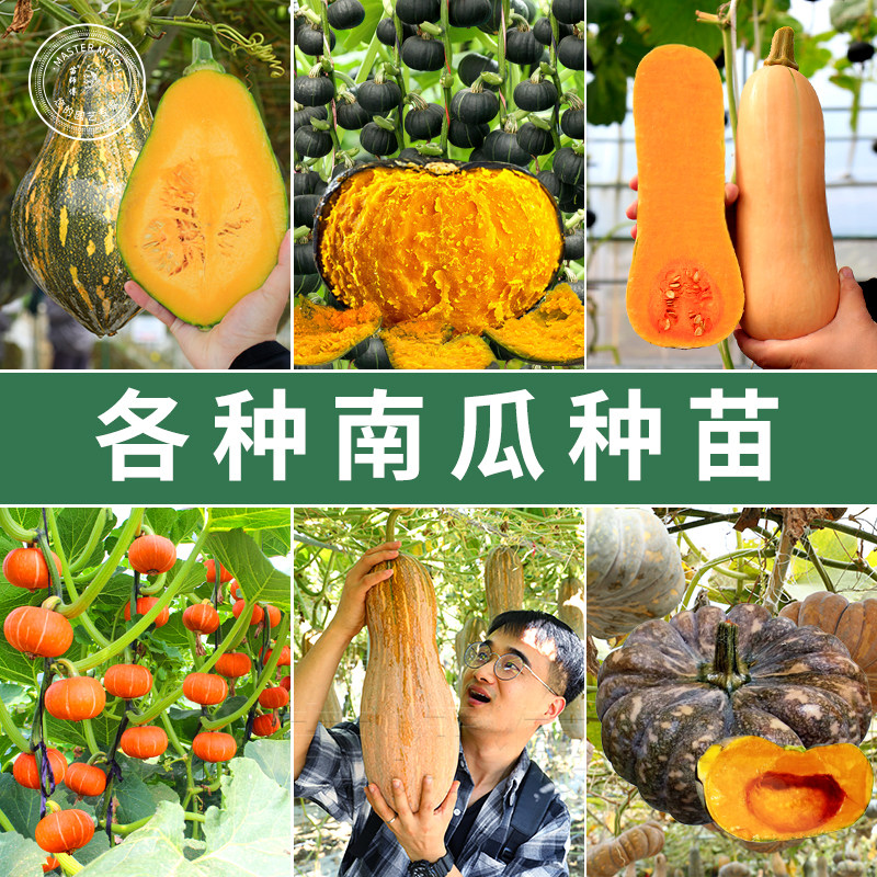 蜜本南瓜板栗南瓜奶油贝贝南瓜秧苗农家老南瓜种籽子苗秧蔬菜苗孑