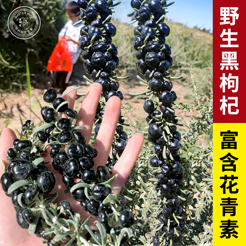 黑枸杞种籽枸杞种子药用特色蔬菜中药材宁夏孑苟杞四季种植中草药