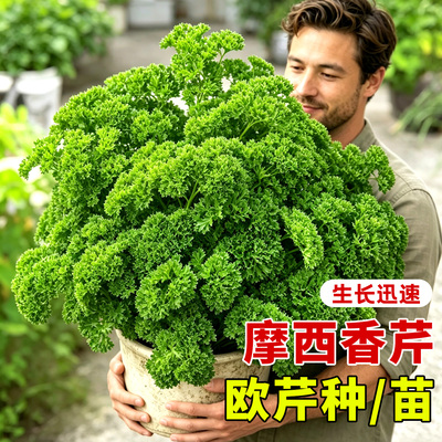 欧芹盆栽皱叶摩西小香芹新鲜四季种植香草苗芹菜西芹菜秧苗紫苏