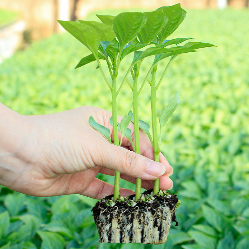 番茄苗小西红柿苗秧黄瓜西瓜茄子辣椒生菜春季四季盆栽蔬菜苗菜苗 鲜花速递/花卉仿真/绿植园艺 家庭园艺种子 原图主图