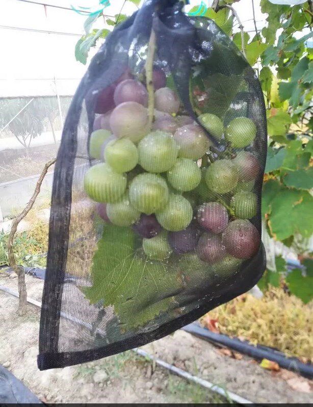 尼龙网袋  防虫袋100目丝瓜苦瓜浦瓜黄瓜防果蝇套袋|ruв категории доставка цветов/цветок моделирования/растения садоводства, садовых принадлежностей, других садовых принадлежностей - от Buy2taobao.com для оказания профессиональной услуги покупки агента Taobao