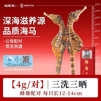福东海海马2g正宗福建海马一公一母男性滋补品煲汤泡酒原料膨腹