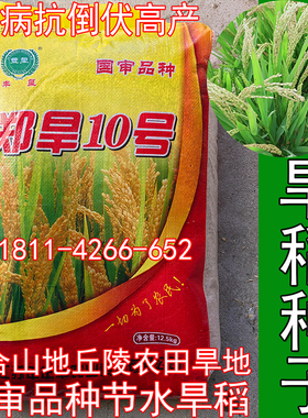 旱稻种子郑旱10号山地丘陵旱地播种节水稻谷常规香米粳稻籼稻糯稻